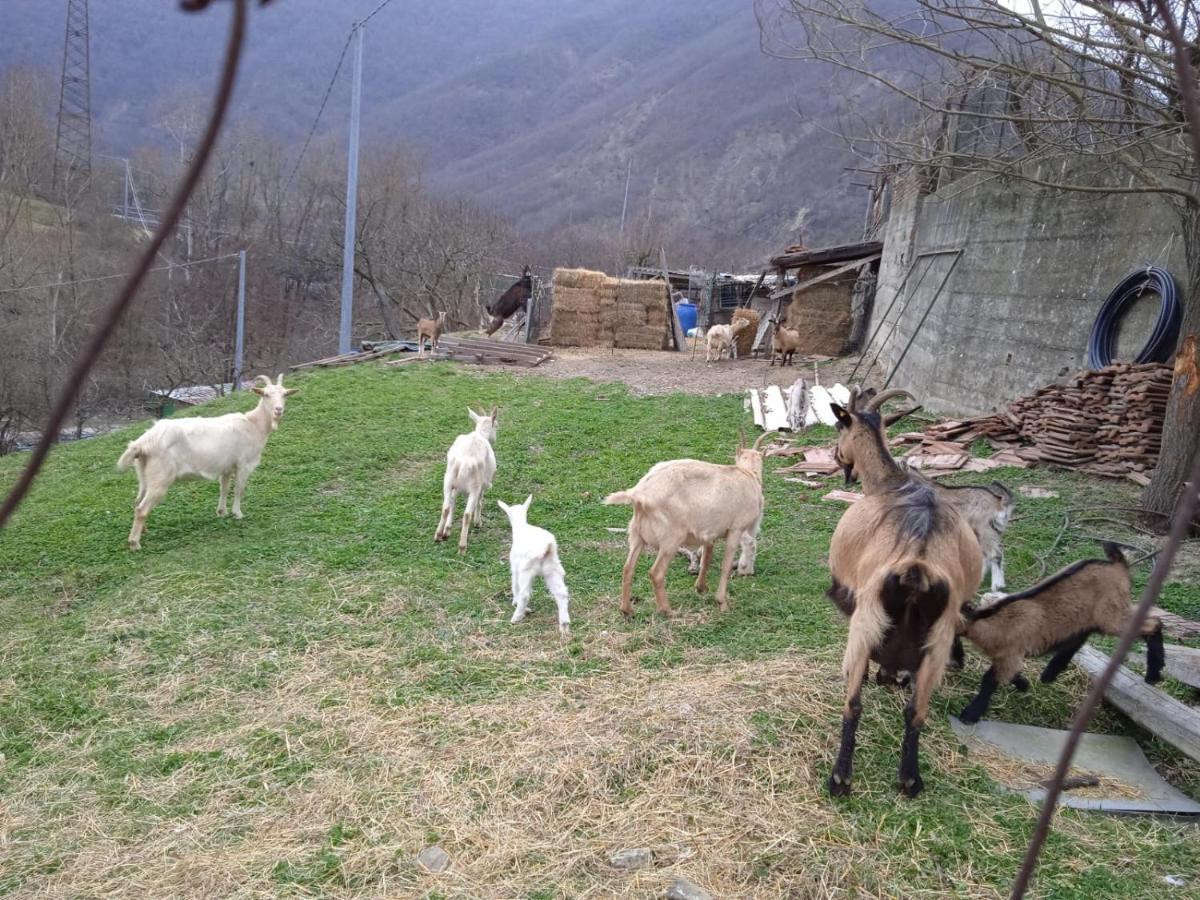 Isola del Cantone Milky'S House 빌라 외부 사진